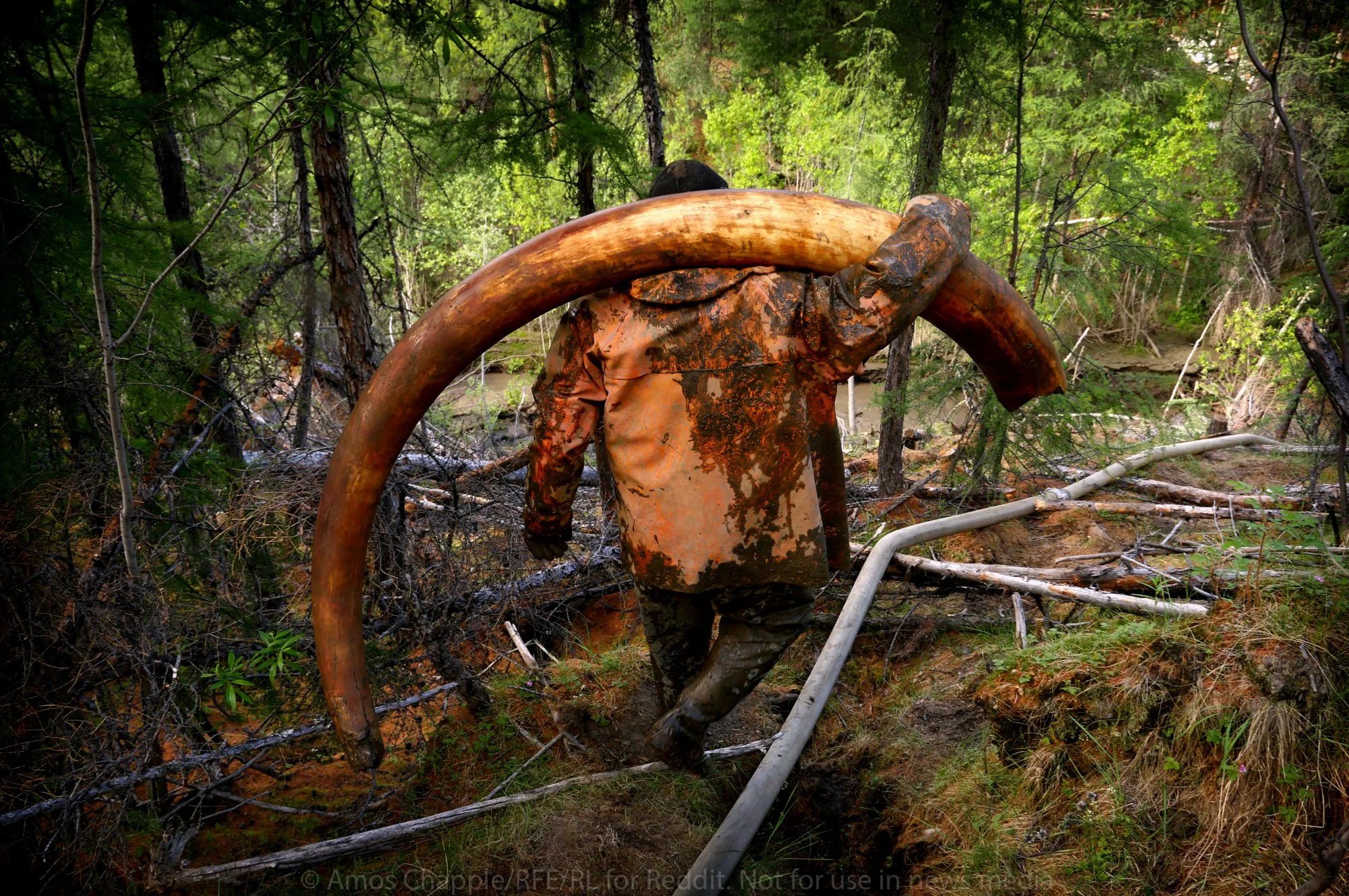 an image of 'mammoth pirate' harvesting a tusk